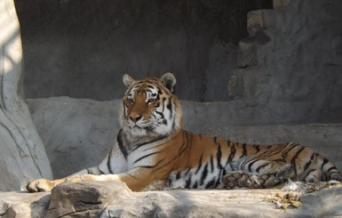 Уникальный случай в запорожском зоопарке: тигры втроем воспитывали малыша