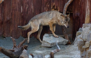 Жителей Приазовья терроризируют стаи голодных волков