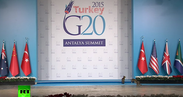Пользователи соцсетей порадовались котам на саммите G20