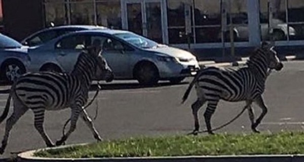 Зебры сбежали из цирка в фитнес-клуб