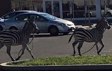 Зебры сбежали из цирка в фитнес-клуб