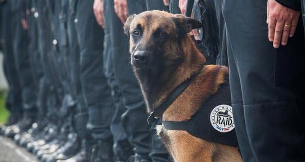 Во время операции в Сен-Дени погибла полицейская собака