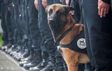Во время операции в Сен-Дени погибла полицейская собака