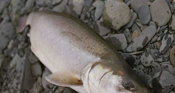 Впервые в истории в США разрешили есть лосося-мутанта
