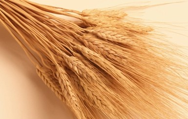 Вьетнам отказался от украинской пшеницы из-за амбарного долгоносика