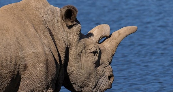 В зоопарке США умер один из четырех последних белых носорогов в мире  