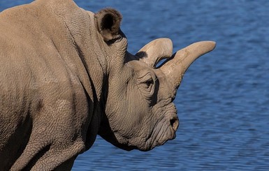 В зоопарке США умер один из четырех последних белых носорогов в мире  