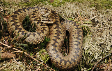 В Аскании-Новой обнаружили ядовитую змею-гиганта  