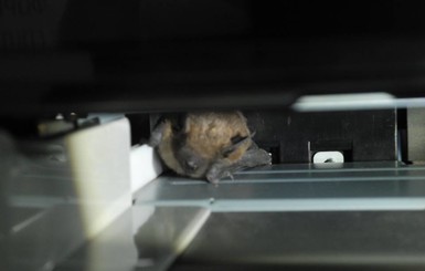 В Мариуполе летучая мышь попала в принтер