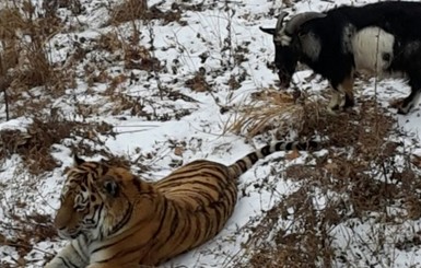 Зоошок: тигр подружился и живет со своим обедом - горным козлом 
