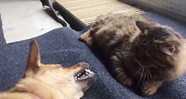 Руслана показала забавное видео, как ее собака и кот делят территорию 