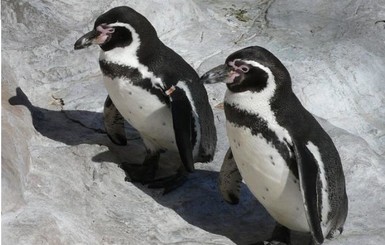 Немецкая полиция расследует дело о похищении трех пингвинов