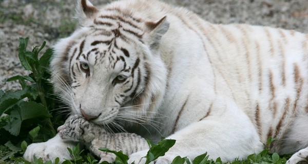 В Ялтинском зоопарке от холода умер детеныш Тигрюли   