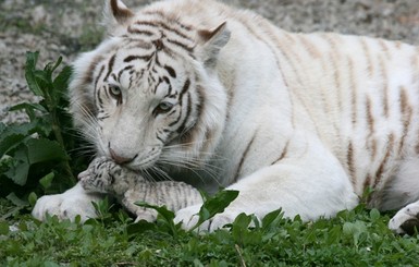 В Ялтинском зоопарке от холода умер детеныш Тигрюли   