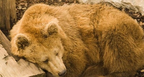 В Запорожской области бродячий цирк продает медведя с плохим характером