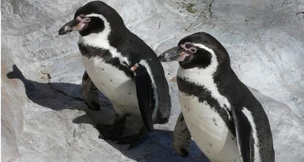 В киевском зоопарке рассказали, почему не заводят пингвинов