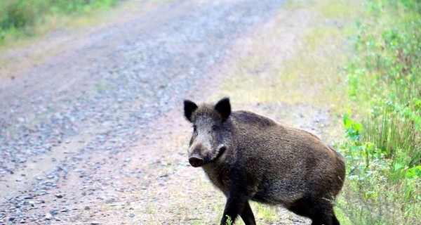 В Германии дикий кабан подружился с коровами