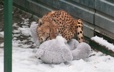 В Харькове гепард подружился с плюшевым мишкой