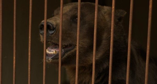 Медведя из цирка-шапито заберут в запорожский центр реабилитации