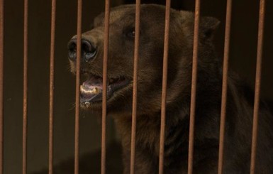 Медведя из цирка-шапито заберут в запорожский центр реабилитации