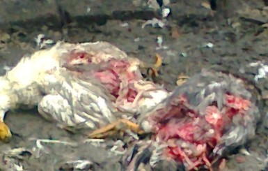В Запорожье чупакабра вырвала металлический забор и расплющила домашнюю птицу