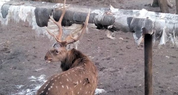 В запорожском зоопарке олень доедает теплотрассу