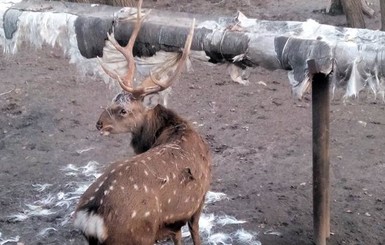 В запорожском зоопарке олень доедает теплотрассу