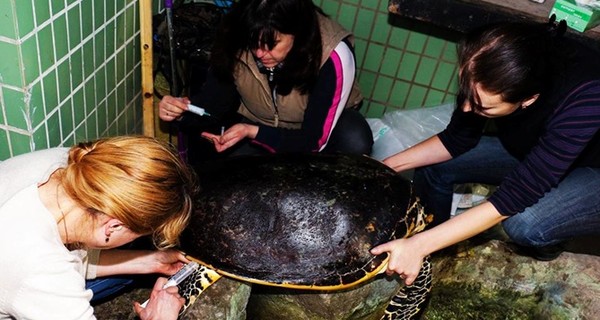 Киевляне о погибшей в зоопарке огромной черепахе: 