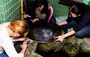 Киевляне о погибшей в зоопарке огромной черепахе: 