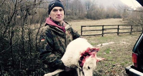 На Закарпатье депутат облсовета застрелил собаку лесничего