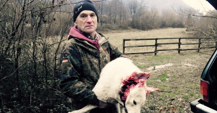 На Закарпатье депутат облсовета застрелил собаку лесничего