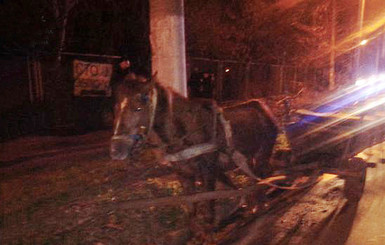  Лошадь привезла пьяного хозяина во Львов, преодолев расстояние в 30 км