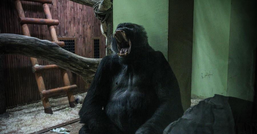 Киевляне о горилле Тони из зоопарка: 