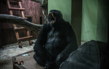 Киевляне о горилле Тони из зоопарка: 