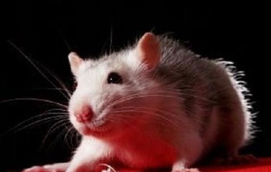 В Британии старушка умерла после того, как ее 50 раз укусила крыса