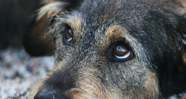 В Полтаве дворовой пес спас от смерти жертву ДТП