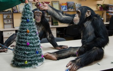 В Харькове шимпанзе нарядили елку