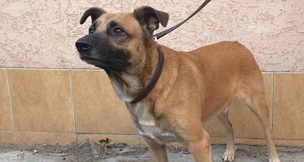 В Днепропетровске ищут хозяев для пяти осиротевших собак