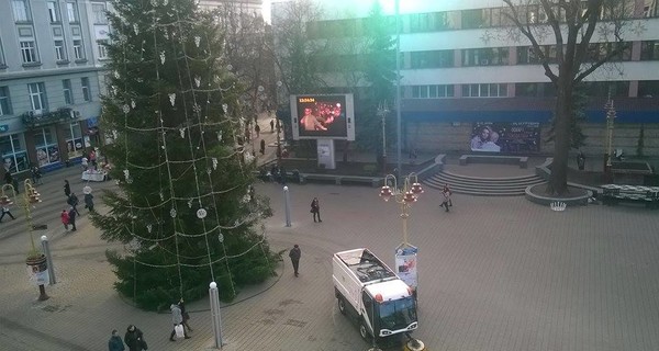Во Львове в канун Нового года украли 90 елок