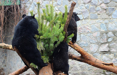 В Харькове гималайским медведям подарили елку