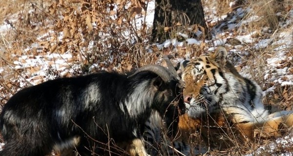 Тигр Амур и козел Тимур отметили месяц совместной дружбы
