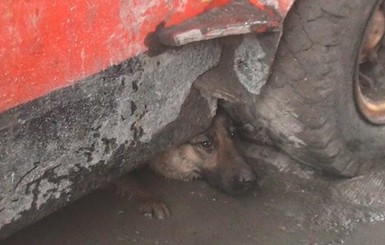 В Харькове собака уцелела на пожаре, спрятавшись под электрокаром