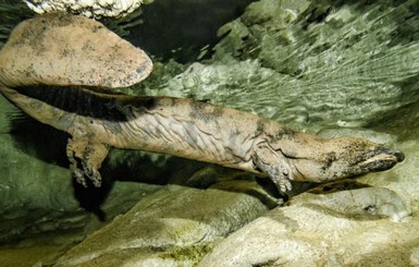 В Парижском зоопарке живет самый большой саламандр на Земле