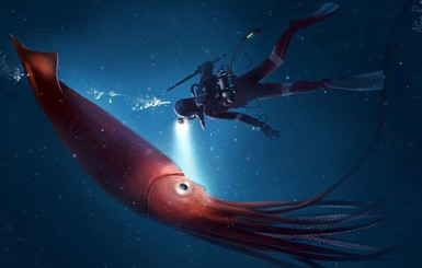 Японские аквалангисты показали видео плавания с гигантским кальмаром 
