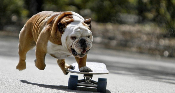 У главной елки Одессы собака на скейте развлекает детвору