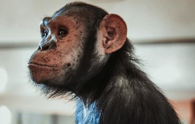 Шимпанзе Марысю убедили, что люди - не звери