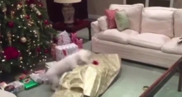 Интернет взорвало видео новогоднего подарка для маленькой болонки 