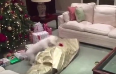 Интернет взорвало видео новогоднего подарка для маленькой болонки 