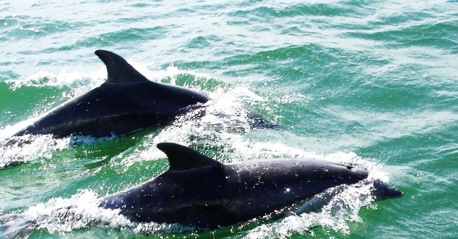 Одесский водолаз в открытом море принял роды у дельфинихи