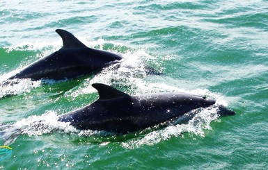 Одесский водолаз в открытом море принял роды у дельфинихи